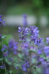 Fototapeta premium lavender in the garden