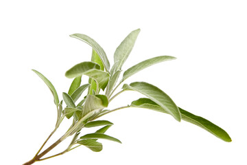 Fototapeta premium A fresh sage branch featuring lush, textured green leaves with soft edges, isolated on a clean white background. Ideal for culinary and natural designs