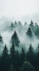 Mystical Forest: A serene photo of dense forest with towering evergreen trees enveloped in a sea of ethereal mist, where light filtering through the fog creates a magical, otherworldly atmosphere.
