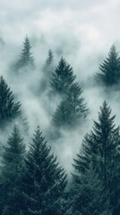 Obraz premium Mystical Fog in the Forest: An ethereal scene of towering evergreen trees shrouded in a blanket of swirling mist, capturing the raw essence of nature and stillness.