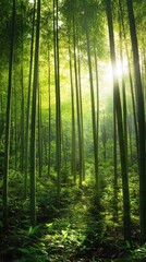 Obraz premium Sunlit Canopy: A mesmerizing forest of towering bamboo trees, illuminated by the radiant sunlight, casts a spell of peace and tranquility. This image encapsulates the serenity and natural beauty.