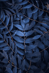 blue plant leaves in the nature in winter season, blue background