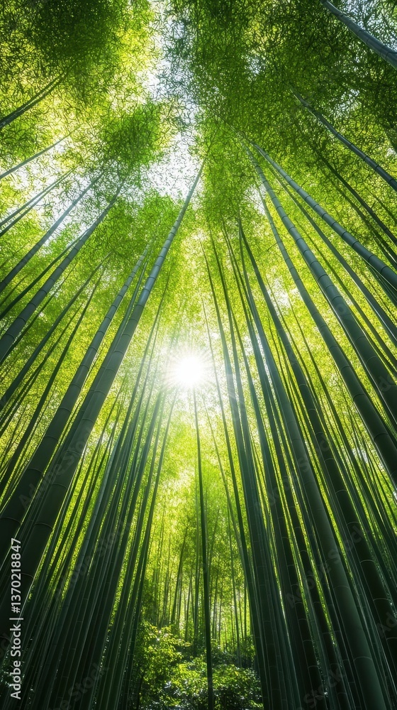 Poster lush bamboo forest: sunlight streams through a dense grove of towering bamboo stalks, creating a cap