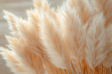 A close-up of delicate, light beige pampas grass plumes, softly illuminated.