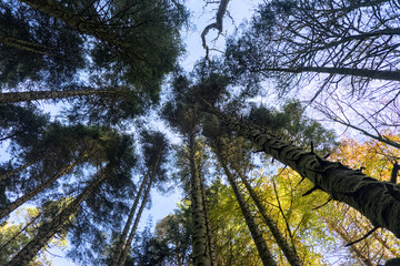 Fototapeta premium Forest near the torc waterfall in Killarney National Park - Ireland