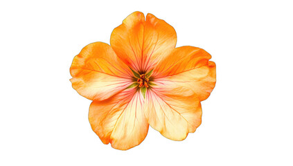 a vibrant orange flower with delicate petals and subtle pink acc