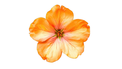 a vibrant orange flower with delicate petals and subtle pink acc