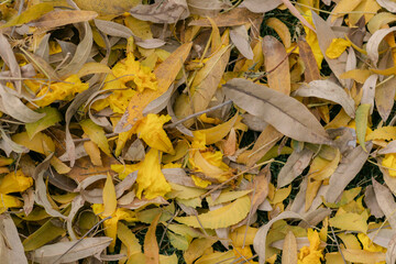 autumn leaves background