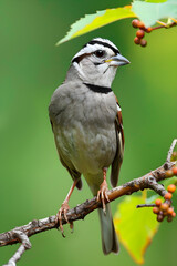 Bold and Captivating - The World of the White-Crowned Sparrow Zonotrichia Leucophrys in Nature's Dome