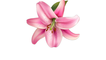 a beautifully illustrated pink lily flower showcasing its delica