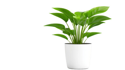 Fototapeta premium Lush green plant in a pot, touch of nature for your home or office decor enhance