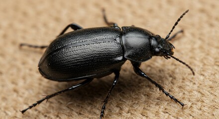 Black Beetle Close-up