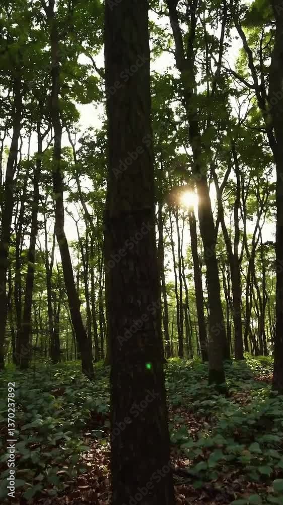 Poster sunlit forest canopy: tranquil views of sunlight filtering through dense trees