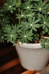 Green plant in grey plastic pot, standing on
 wooden shelf.