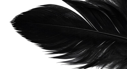 Obraz premium Detailed Closeup of Glossy Black Crow Feather on White Background Texture