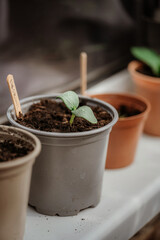 seedlings in plastic pots
