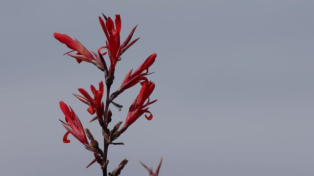 A stingless bees flying to an Indian shot flower, against a morning clear sky, in a farm in the eastern Andean mountains of central Colombia.