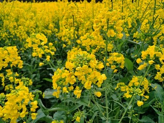 A closeup shot of a yellow Rapeseed flower on a blurred background.