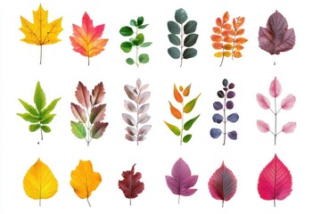 Obraz premium Colorful Assortment of Fall Leaves Displayed on White Background Studio Shot