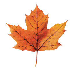 Obraz premium A single, vibrant orange maple leaf, crisply detailed against a clean white background. Its delicate veins are clearly visible, showcasing the beauty of autumns transition.