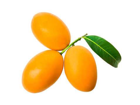 marian plum  isolated on white background. Clipping path. top view.