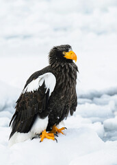 black tailed eagle, in a snow