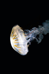 Jelly fish