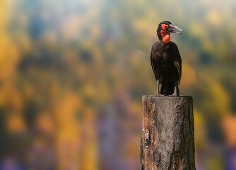 A Southern Ground Hornbill (Bucorvus leadbeateri) perched on a weathered wooden stump . The bird's black feathers contrast with its bright red facial,skin , standing against a blurred autumn-toned