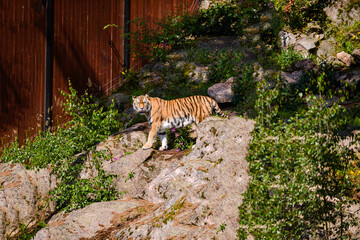 A Siberian tiger walks cautiously near a rocky area beside a metal fence . Its powerful build and striking striped fur are clearly visible, contrasting with the rugged terrain.