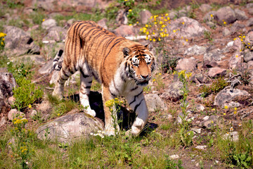 A Siberian tiger (Panthera tigris altaica)  confidently walking across a rocky path , surrounded by patches of green vegetation .The tiger&rsquo;s sharp gaze and poised stance highlight its natural elegance