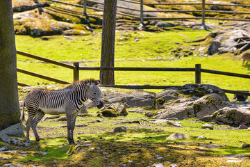 A plains grevyzebror zebra standing in a sunlit grassy area , with a wooden fence visible in the background . Its distinctive black and white striped coat contrasts sharply with the green surroundings