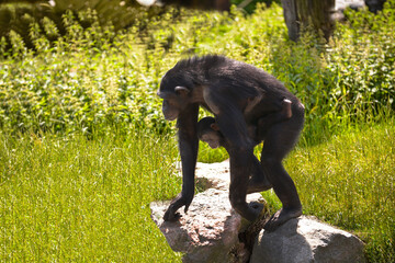 A chimpanzee (Pan troglodytes) carefully guides its young across a rocky surface in a lush forest enclosure.The background consists of dense greenery, enhancing the natural setting.