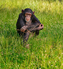 A young chimpanzee hugging itself amid dense green grass in a scene filled with innocence and serenity. Its posture reflects a sense of safety within its natural habitat.