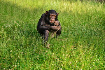 Young chimpanzee sitting on green grass while holding a long plant stem with both mouth and hands....