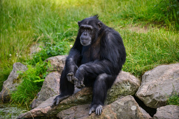 A strong-built chimpanzee sits on rocks in a natural environment, resting its hands in a relaxed posture. Its deep gaze reflects calmness and profound thought