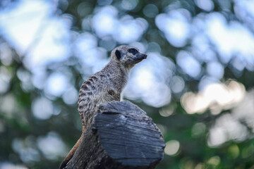 Meerkat Standing on a Log Observing Its Surroundings,The background consists of blurred trees and bokeh lighting, taken from a low angle