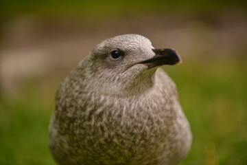 Wild Grey Gull Captured in a Close-Up Portrait,with a softly blurred greenish earthy background. Captured from a close front angle.