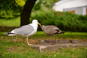 Pair of Gulls Feeding on the Ground , The background features trees and a blurred structure, captured from a low side angle.