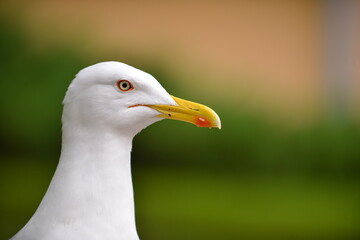 Close-Up Portrait of a White Gull with Yellow Beak, blurred warm orange-tone background. Focus is...