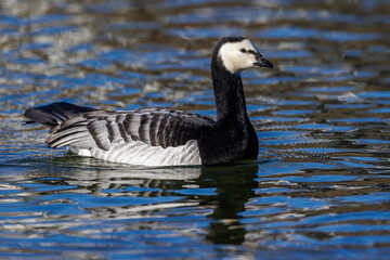 Weißwangengans (Branta leucopsis)