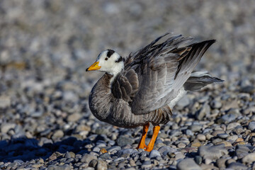 Streifengans (Anser indicus)