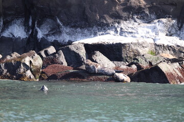 The ringed seal (Pusa hispida ochotensis) is a small earless seal species found in Arctic and sub-Arctic regions. This photo was taken in Hokkaido, Japan. © feathercollector
