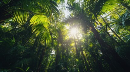 Naklejka premium Lush Green Canopy of a Tropical Rainforest with Sunlight Filtering Through Vibrant Leaves and Tall Trees in a Serene Nature Scene