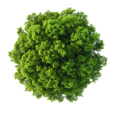 Obraz premium Lush Green Treetop View Aerial Photography of Foliage, Nature Design, isolated on transparent Background