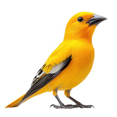 Golden Oriole isolated on white background