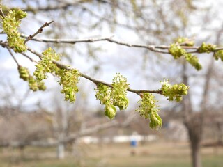 Western Hackberry tree flowers in spring, Colorado