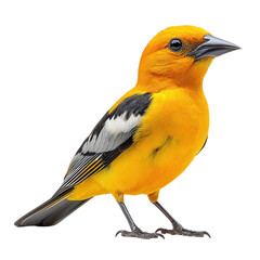 Golden Oriole isolated on white background