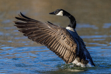 Kanadagans (Branta canadensis)