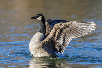 Kanadagans (Branta canadensis)