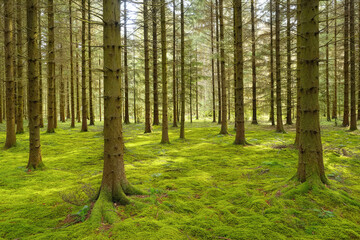 Obraz premium Lush green moss-covered forest with tall pine trees in sunlit natural landscape